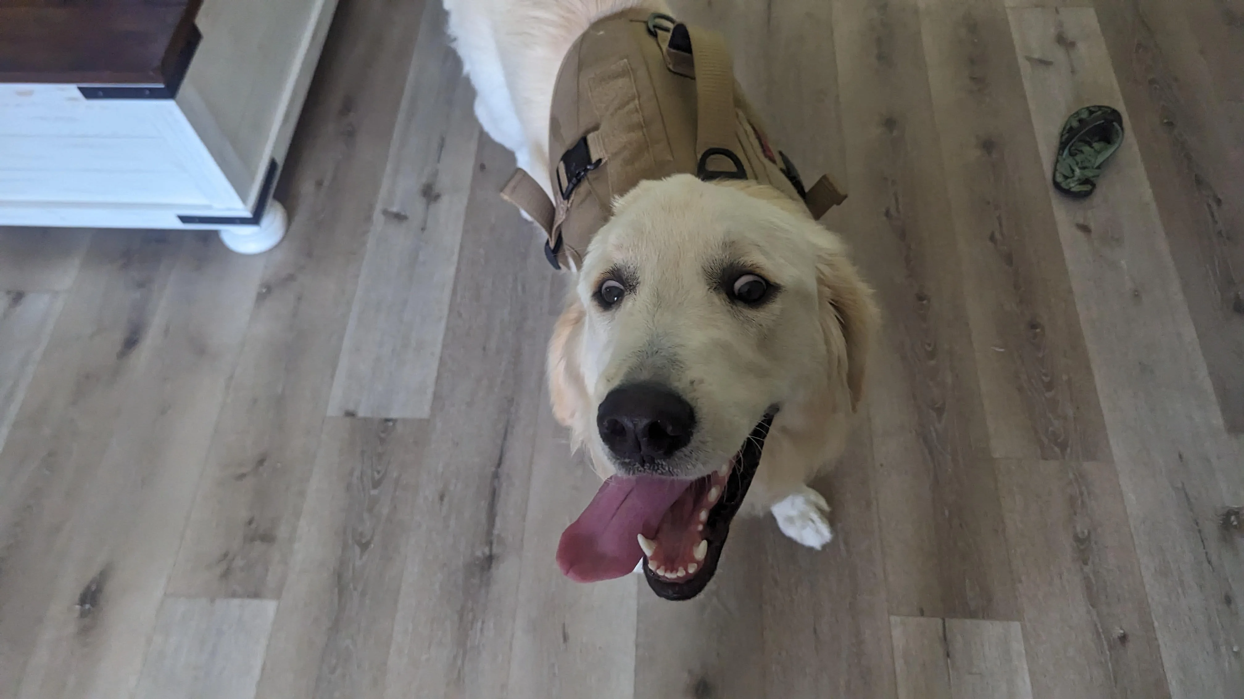 Original photo of Tango the dog